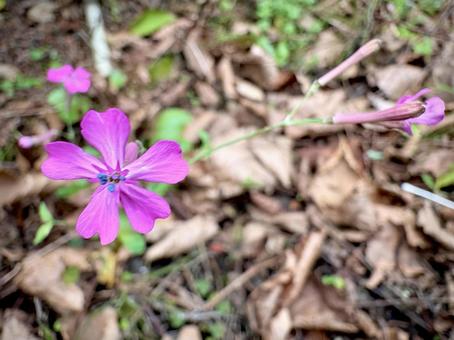 ムシトリナデシコ 01 虫取り撫子,ムシトリナデシコ,花の写真素材