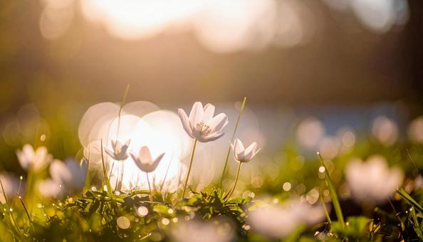 花畑にかかる美しい夕日 花畑にかかる美しい夕日の写真