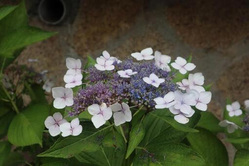 額紫陽花180 額紫陽花,花,自然の写真素材