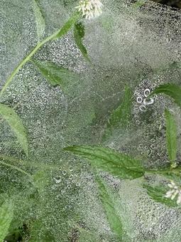 蜘蛛の巣の写真