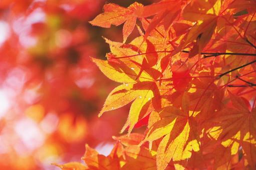 紅葉 紅葉の写真
