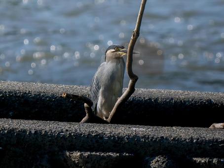 水辺のササゴイ 水辺のササゴイの写真