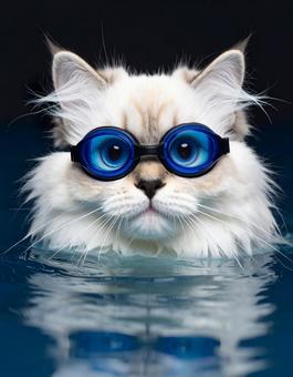 プールに入っている猫の写真