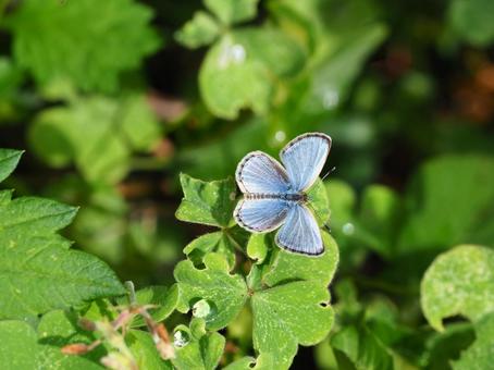 ヤマトシジミの素材写真 ヤマトシジミの素材写真 ヤマトシジミ,蝶,チョウの写真素材