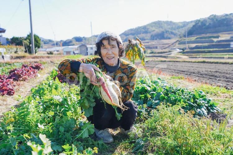 野菜の収穫をする高齢の女性 中国人,販売,収穫の写真素材