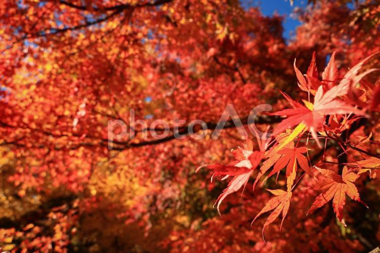 真っ赤なもみじが広がる紅葉の風景 秋,紅葉,もみじの写真素材