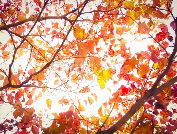 秋の木漏れ日 紅葉,秋,葉っぱの写真素材