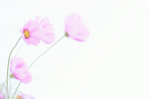 ハイキーソフトフォーカス白背景のコスモス ハイキーソフトフォーカス白背景のコスモス コスモス,花,ハイキーの写真素材