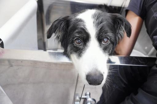 トリミング シニア犬のシャンプー ドッグバス,トリミング,トリマーの写真素材