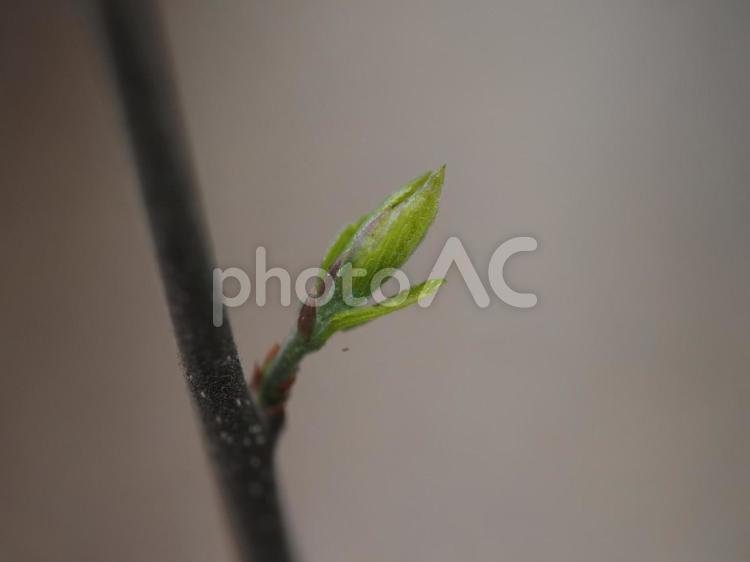春の息吹 春,息吹,春の息吹の写真素材