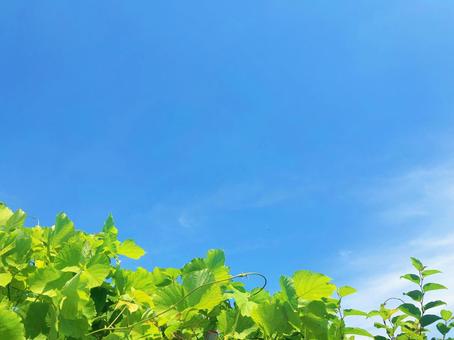 木々と空 木々と空の写真