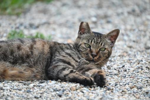 奈良長岳寺の野良ちゃん 奈良長岳寺の野良ちゃんの写真