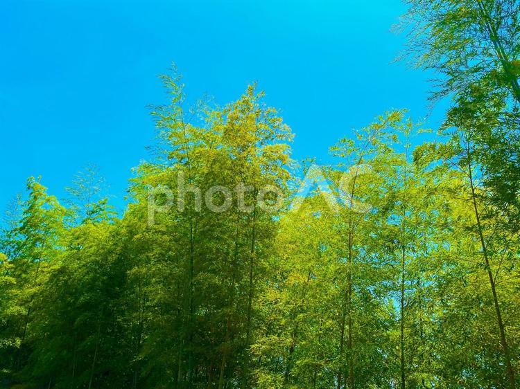 竹林と空1 竹,木,竹林の写真素材