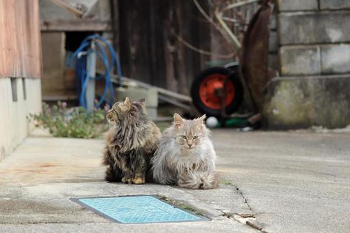 農家の前で不釣り合いな長毛種の兄弟猫 猫,長毛種,サビ猫の写真素材
