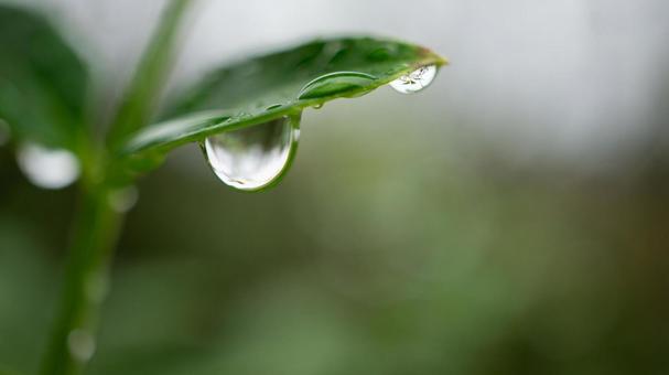 緑の葉から滴る水滴 水滴,雫,葉の写真素材