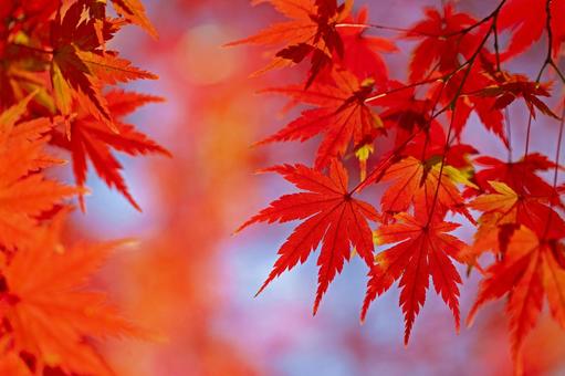 秋の紅葉 秋の紅葉 紅葉,秋,背景の写真素材