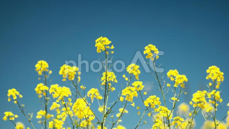 満開の菜の花畑 菜の花,青,樹木の写真素材