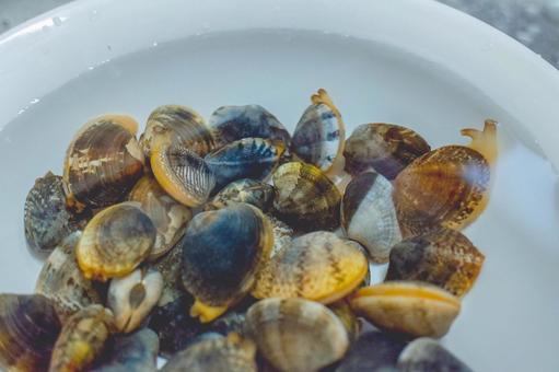 アサリの砂出し アサリ,貝,二枚貝の写真素材