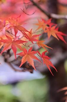 庄川・水記念公園の紅葉 紅葉,青空,観光地の写真素材