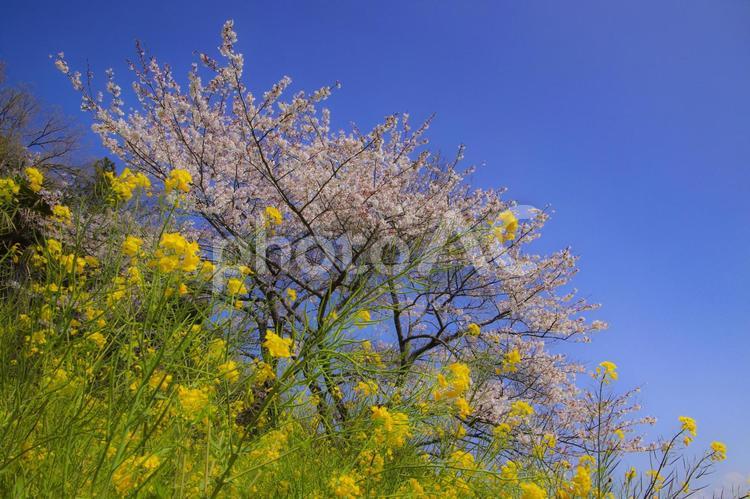 菜の花と青空と桜 菜の花,桜,さくらの写真素材