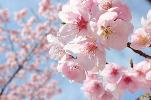 桜 河津桜,さくら,美しいの写真素材