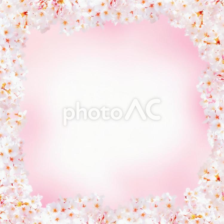 桜の花のフレーム背景素材正方形 春,桜,ピンクの写真素材