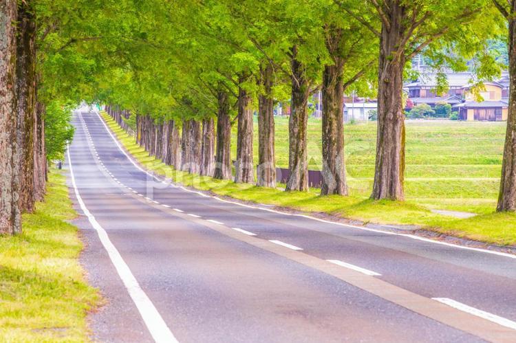 滋賀県　新緑のメタセコイア並木 メタセコイア並木,自然,風景の写真素材