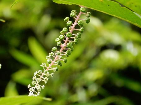 【植物写真】ヨウシュヤマゴボウ 【植物写真】ヨウシュヤマゴボウの写真