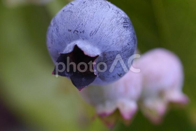 ブルーベリーの実 可愛い,植物,ガーデンの写真素材
