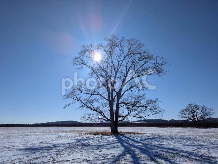冬の北海道　ハルニレの木 北海道,冬,雪の写真素材