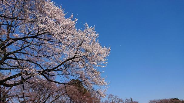 青空に映える満開の桜 桜,青空,春の写真素材