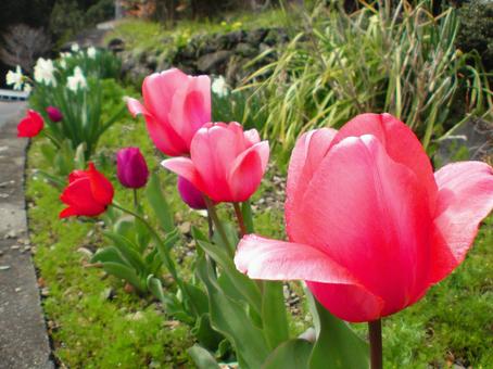 花壇の赤いチューリップ チューリップ,赤いチューリップ,春の写真素材