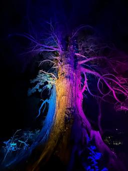 偕楽園　ライトアップの写真