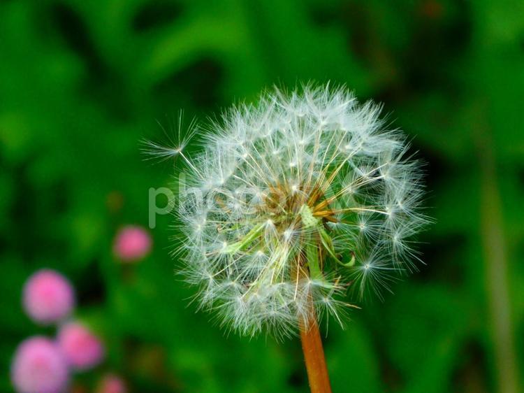 飛び立とうとしているタンポポの種 タンポポ,たんぽぽ,綿毛の写真素材