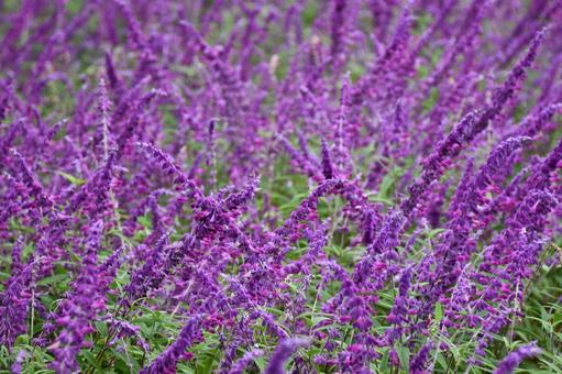 アメジストセージ 花,植物,秋の写真素材