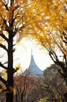 Ginkgo, JPG