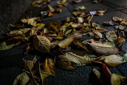 秋の夜　マンションのエントランス 落ち葉,東京,都内の写真素材