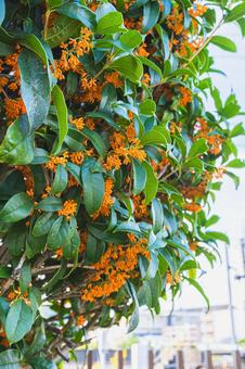 秋に咲く金木犀の花 金木犀,キンモクセイ,橙色の花の写真素材