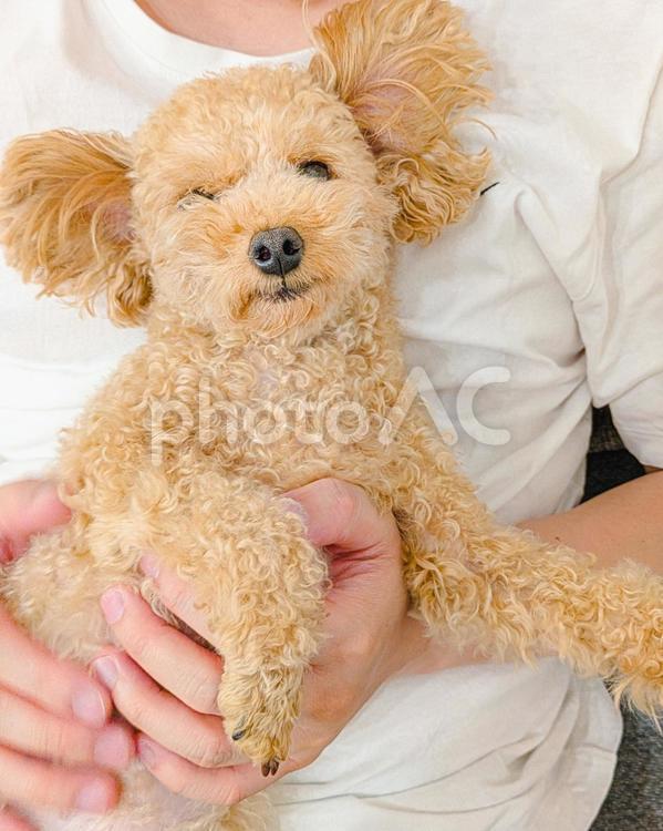 抱っこされるトイプードル 犬,アニマルセラピー,抱っこの写真素材