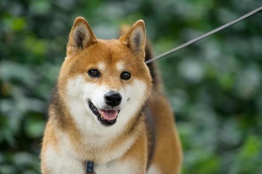 ワンコの顔(柴犬) ワンコの顔(柴犬)の写真