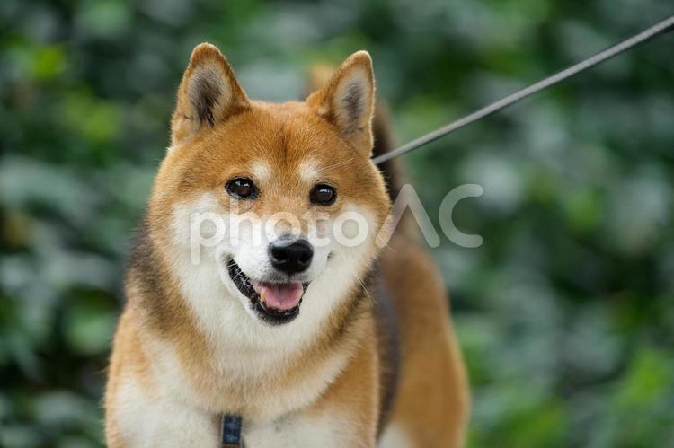 柴犬のポートレート 犬,柴犬,可愛い犬の写真素材