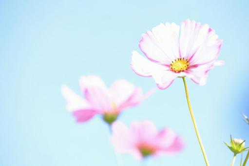 青空に映えるコスモス コスモス,花,秋桜の写真素材