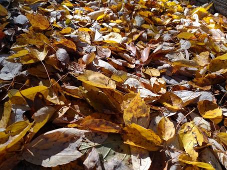 落ち葉 秋,自然,色とりどりの写真素材