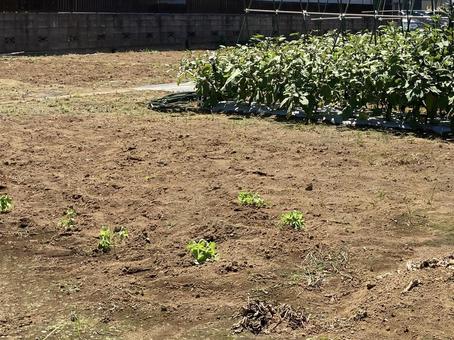 畑 畑,作物,収穫の写真素材