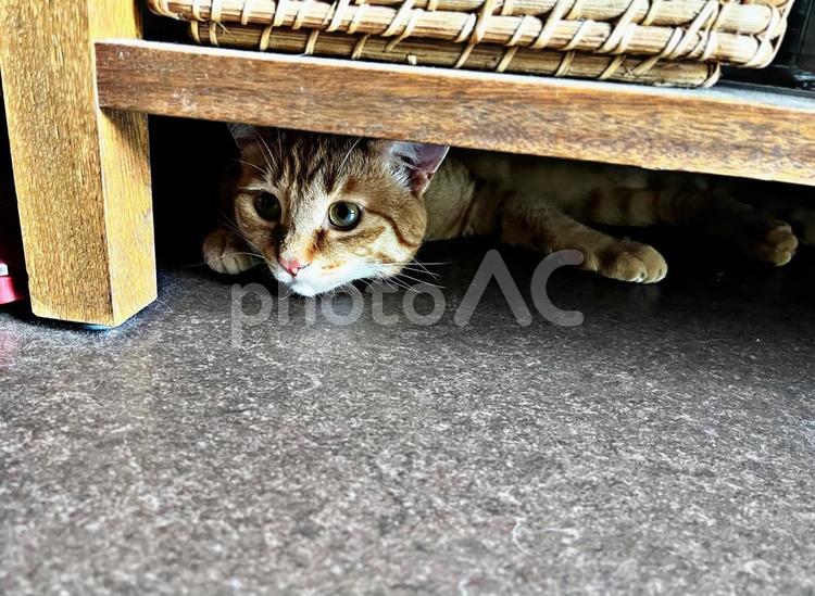 狭い所に隠れる猫 ねこ,ネコ,茶トラの写真素材