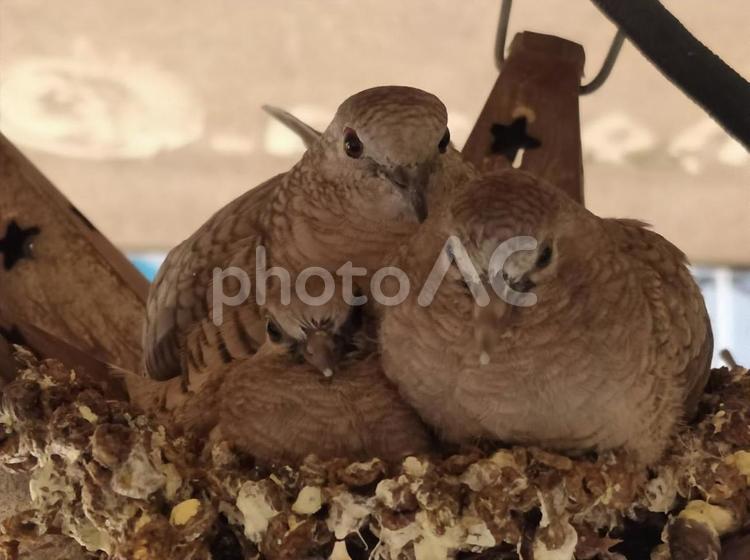鳥の巣に両親と子３羽　 鳥,つがい,親子の写真素材