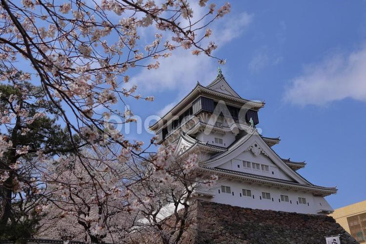 福岡県北九州市の小倉城と満開の桜05 小倉城,勝山城,勝野城の写真素材