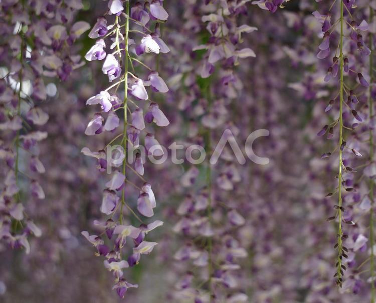 藤の花と暖簾 藤,フジ,ふじの写真素材