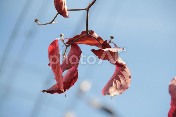 神戸市内の紅葉風景 紅葉,秋,自然の写真素材