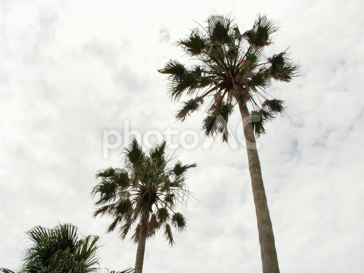 椰子の木 九州,椰子の木,南国の写真素材